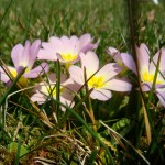 fruehling-blumen