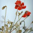 Mohnblume