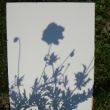 mohn-blumen-schatten