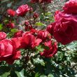 Rosen auf der Rosenburg, was sonst? (Foto: Roswitha)