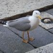 DSC01776a.JPG